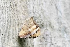 Unknown, Hatfield Moor