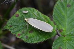 Dingy Footman - Collita griseola, Hatfield Moor