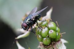 Lucilia sericata, Hatfield Moor