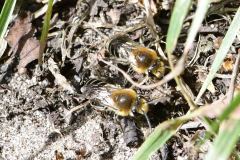 Colletes sp. - Hatfield Moor (3/8/25)