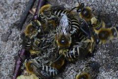 Colletes sp. - Hatfield Moor (3/8/25)
