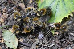 Colletes sp. - Hatfield Moor (3/8/25)