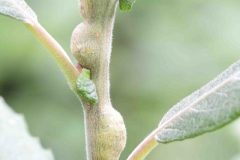 Rabdophaga salicis ?, Hatfield Moor.