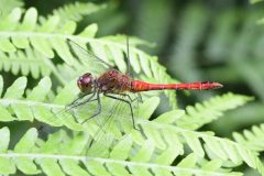 Rudy-Darter-Sympetrum-sanguineum-17-of-17-Copy-scaled