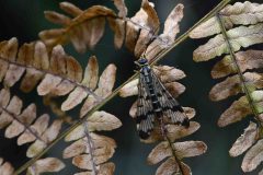 Scorpion Fly (Panorpidea sp.), Hatfield Moor.