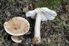 The Blusher - Amanita rubescens, Hatfield Moor. 