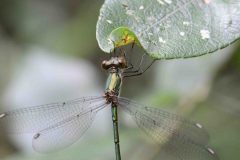 Willow Emerald - Chalcolestes viridis, Hatfield Moor. 