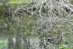 Yellow Water-lily - Nuphar lutea, Hatfield Moor.