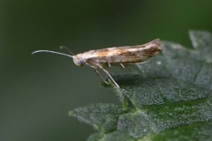 argyresthia pygmaeella, Hatfield Moor
