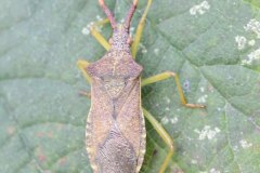 Gonocerus acuteangulatus - Langold Country Park. 