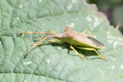Gonocerus acuteangulatus - Langold Country Park. 