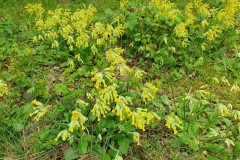 Cowslips