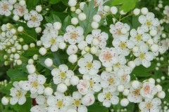 Hawthorne-Blossom