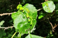 Eriophyes inangulis on Alder-Potteric Carr