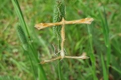 Gillmeria pallidactyla Yarrow Plume moths