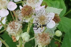 Rutpela maculata-black and yellow flower beetle