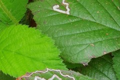 1. Micro moth leaf miner Stigmella aurella, Kings Wood