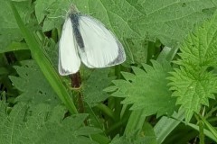 2. Male Green veined white, Kings Wood.