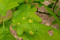 3. Gall on Oak, Kings Wood (awaiting an ID).