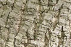 5.  Bark of Sweet Chestnut, Kings Wood.