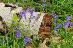 6 . Bluebells, Kings Wood.