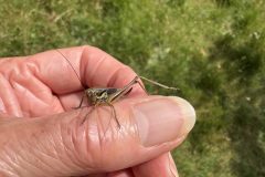 Roesel's Bush-cricket - Roeseliana roeselii