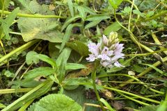 Orchid, 
