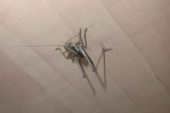Roesel's Bush-cricket - Roeseliana roeselii