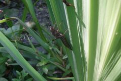 Dragonfly exuvia.