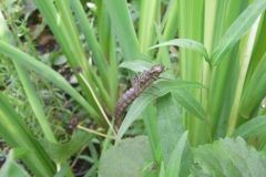 Dragonfly exuvia 