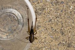 Roesel-bush-cricket-7-scaled