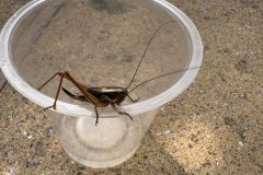 Rosel-bush-cricket-8-scaled