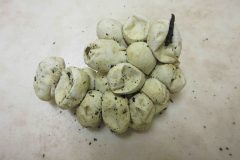 Grass snake eggs from compost heap