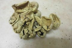 Grass snake eggs from compost heap