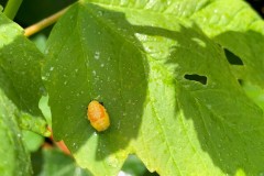 Lady-Bird-Larvae