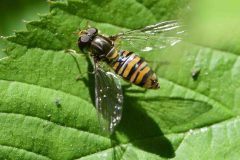 Episyrphus balteatus - NT Clumber Park.