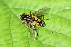 Helophilus pendulus - NT Clumber Park.