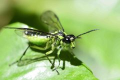 Rhogogaster sp. - NT Clumber Park. 
