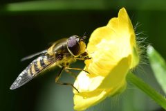 Syrphus ribesii - NT Clumber Park.