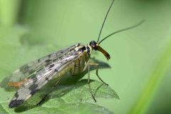 Scorpion Fly (female) - NT Clumber Park.