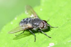 Thelaira nigripes - NT Clumber Park.