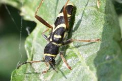 Clytus arietis - NWT Idle Valley