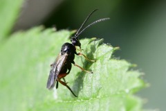 Unknown sp. - NWT Idle Valley.