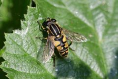 Helophilus pendulus - NWT Idle Valley.