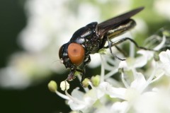 Jassidophaga sp. - NWT Idle Valley.