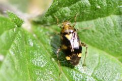 Lioocoris tripusulatus - NWT Idle Valley.