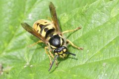Vespa vulgaris, NWT Idle Valley.