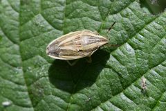 Bishop's Mitre - Aelia acuminata - Clumber Park (64).