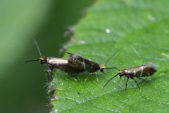 Micro-moths, Clumber Park (64).
