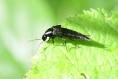 Devil's Coach-horse - Staphylinus olens - Clumber Park (64). 